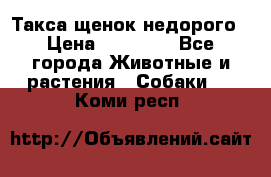 Такса щенок недорого › Цена ­ 15 000 - Все города Животные и растения » Собаки   . Коми респ.
